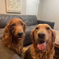 Percy Jackson - Orange Collar, a male Golden Retriever for sale in Tucson, AZ – Photo 5 of 7