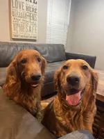 Orange Collar, a male Golden Retriever for sale in Tucson, AZ – Photo 3 of 4