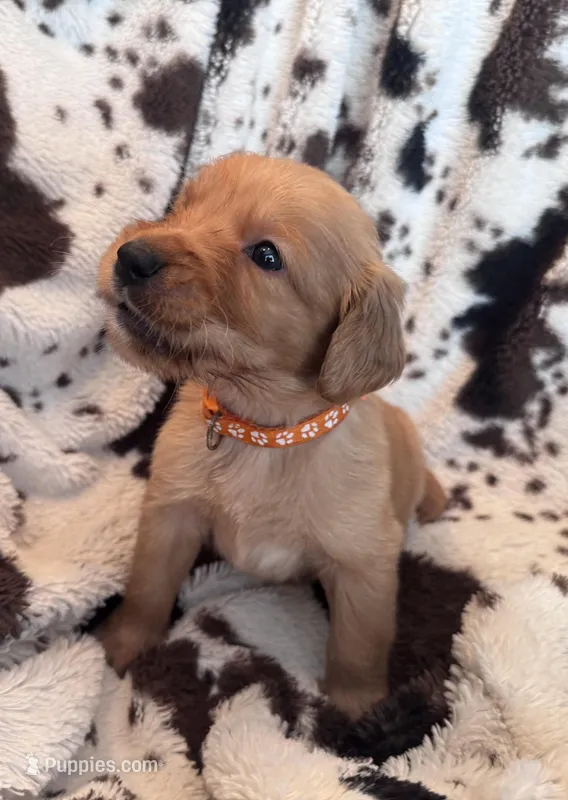 Orange Collar