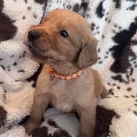 Percy Jackson - Orange Collar, a male Golden Retriever for sale in Tucson, AZ – Photo 4 of 7