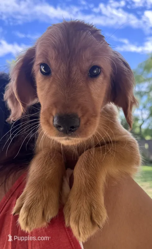Percy Jackson - Orange Collar – Golden Retriever puppy for sale in Tucson, AZ