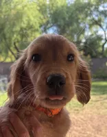 Percy Jackson - Orange Collar, a male Golden Retriever for sale in Tucson, AZ – Photo 2 of 7