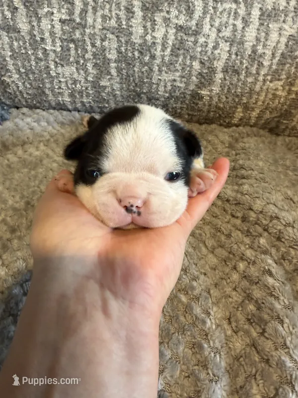 Chloie (AKC Boston Terrier) – Boston Terrier puppy for sale in Mankato, MN