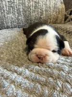 Chloie (AKC Boston Terrier), a female Boston Terrier for sale in Mankato, MN – 2 of 3