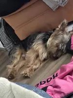 Prince, a male Yorkshire Terrier for sale in Middletown, OH – Photo 2 of 3