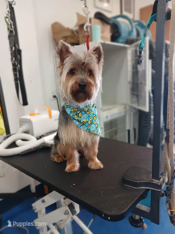 Prince – Yorkshire Terrier puppy for sale in Middletown, OH