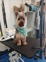 Prince, a male Yorkshire Terrier for sale in Middletown, OH – Photo 1 of 3