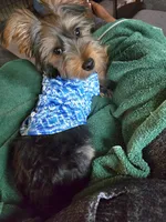 Prince, a male Yorkshire Terrier for sale in Middletown, OH – Photo 3 of 3