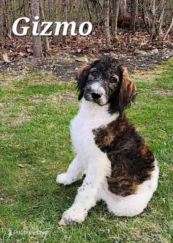 Gizmo – Labradoodle puppy for sale in Sidney, OH