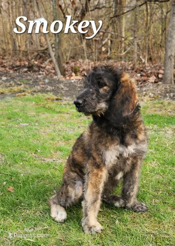 Smokey – Labradoodle puppy for sale in Sidney, OH