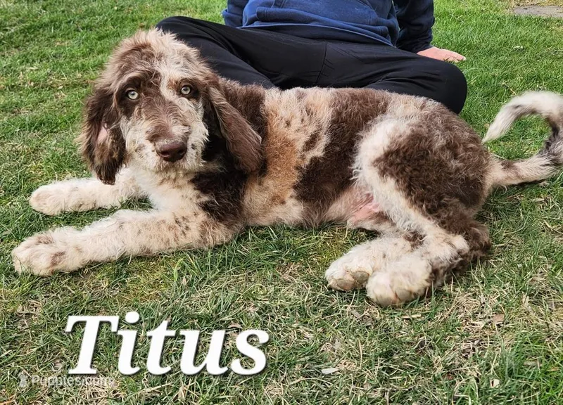 Titus – Labradoodle puppy for sale in Sidney, OH