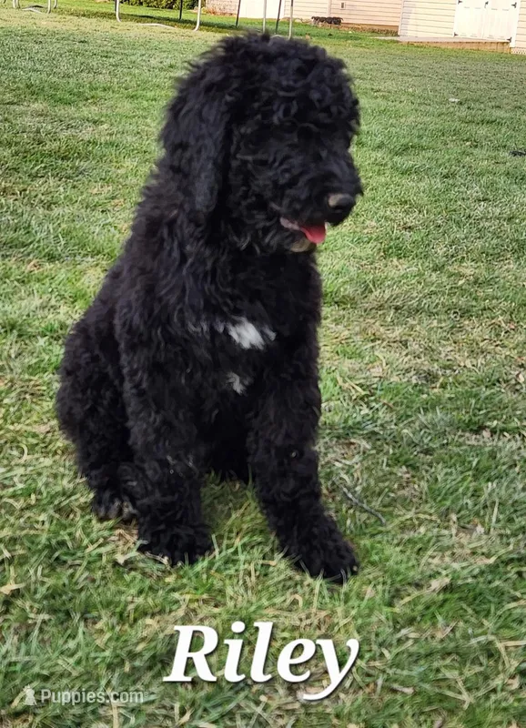 Riley – Labradoodle puppy for sale in Sidney, OH