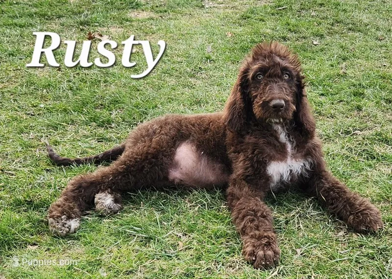 Rusty – Labradoodle puppy for sale in Sidney, OH