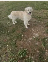 Leo, a male English Cream Golden Retriever for sale in Arnold, MD – 7 of 10