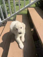 Pepper, a female English Cream Golden Retriever for sale in Arnold, MD – 4 of 8