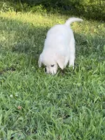 Cody, a male English Cream Golden Retriever for sale in Arnold, MD – 6 of 8