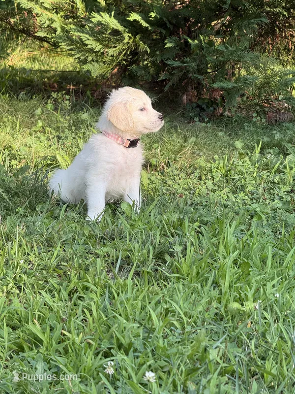 Pepper – English Cream Golden Retriever puppy for sale in Arnold, MD
