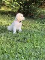 Pepper, a female English Cream Golden Retriever for sale in Arnold, MD – 1 of 8