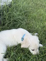 Cody, a male English Cream Golden Retriever for sale in Arnold, MD – 4 of 8