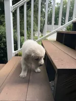 Bear, a male English Cream Golden Retriever for sale in Arnold, MD – 4 of 6