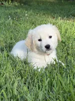 Jackson, a male English Cream Golden Retriever for sale in Arnold, MD – 1 of 5
