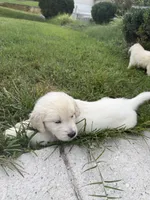 Jackson, a male English Cream Golden Retriever for sale in Arnold, MD – 2 of 5