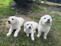 Cody, a male English Cream Golden Retriever for sale in Arnold, MD – 2 of 8