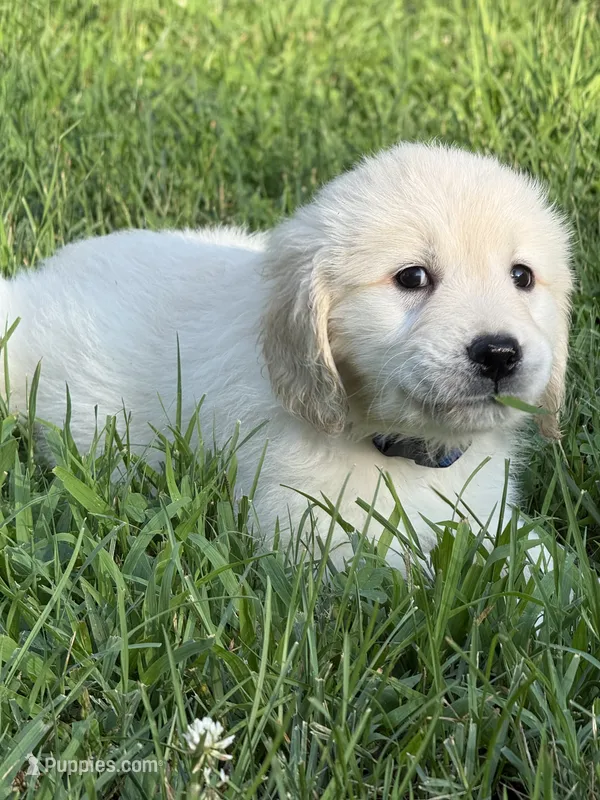 Bear – English Cream Golden Retriever puppy for sale in Arnold, MD