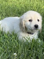 Bear, a male English Cream Golden Retriever for sale in Arnold, MD – 1 of 6