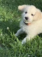 River, a male English Cream Golden Retriever for sale in Arnold, MD – 2 of 4