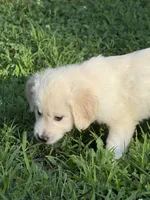 Bear, a male English Cream Golden Retriever for sale in Arnold, MD – 3 of 6