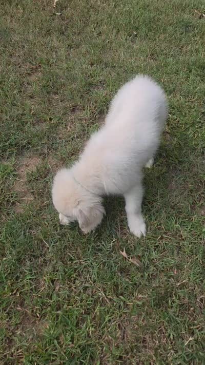 Leo, a male English Cream Golden Retriever for sale in Arnold, MD – 10 of 10