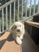 Pepper, a female English Cream Golden Retriever for sale in Arnold, MD – 2 of 8