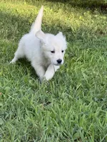 Cody, a male English Cream Golden Retriever for sale in Arnold, MD – 5 of 8