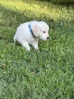 Cody, a male English Cream Golden Retriever for sale in Arnold, MD – 1 of 8