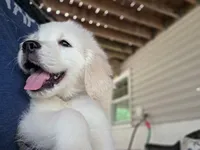 Leo, a male English Cream Golden Retriever for sale in Arnold, MD – 4 of 10