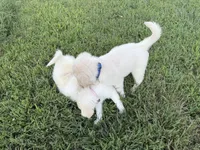 Pepper, a female English Cream Golden Retriever for sale in Arnold, MD – 7 of 8