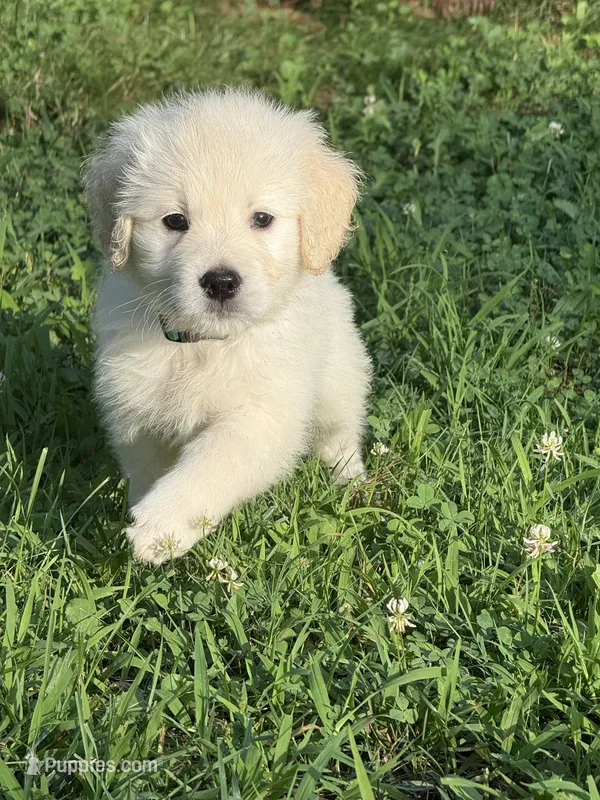 Sweetie pie  – English Cream Golden Retriever puppy for sale in Arnold, MD