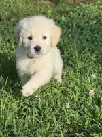 Sweetie pie , a male English Cream Golden Retriever for sale in Arnold, MD – 1 of 4