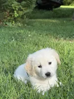 Jackson, a male English Cream Golden Retriever for sale in Arnold, MD – 3 of 5