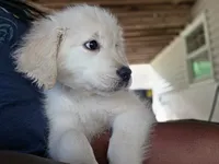 Leo, a male English Cream Golden Retriever for sale in Arnold, MD – 3 of 10