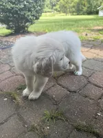 Bear, a male English Cream Golden Retriever for sale in Arnold, MD – 6 of 6