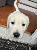 Cody, a male English Cream Golden Retriever for sale in Arnold, MD – 8 of 8