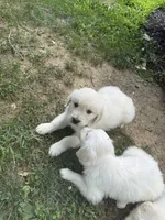 Sweetie pie , a male English Cream Golden Retriever for sale in Arnold, MD – 4 of 4