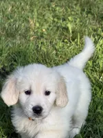 River, a male English Cream Golden Retriever for sale in Arnold, MD – 3 of 4