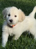 River, a male English Cream Golden Retriever for sale in Arnold, MD – 4 of 4