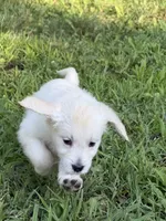 Cody, a male English Cream Golden Retriever for sale in Arnold, MD – 3 of 8