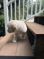 Bear, a male English Cream Golden Retriever for sale in Arnold, MD – 5 of 6