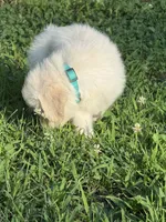 Sweetie pie , a male English Cream Golden Retriever for sale in Arnold, MD – 3 of 4