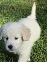 Sweetie pie , a male English Cream Golden Retriever for sale in Arnold, MD – 2 of 4